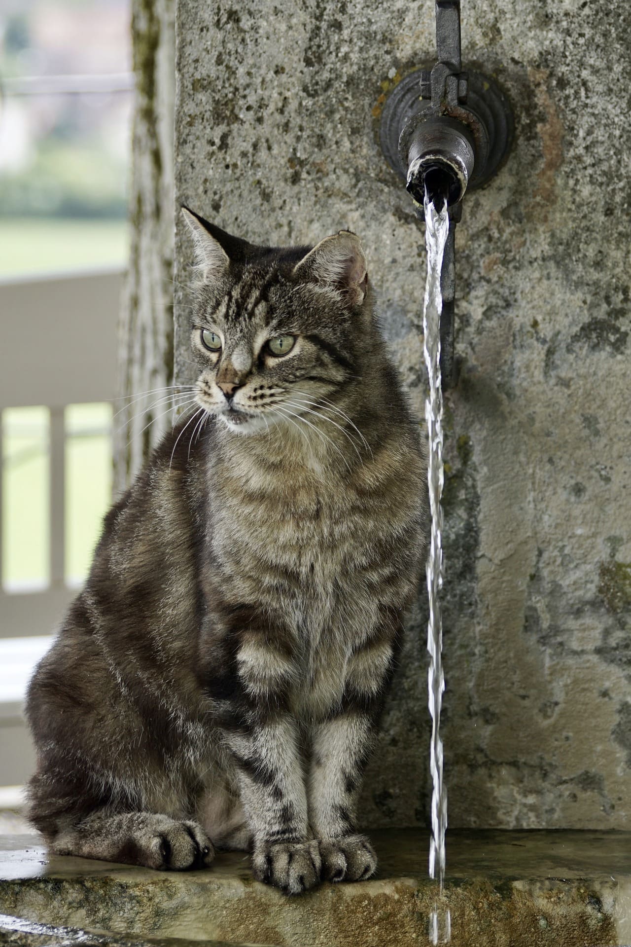 Cepillado del pelaje de un gato antes del baño