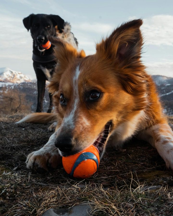 Juguetes y golosinas dentales diseñados para mantener los dientes de los perros limpios