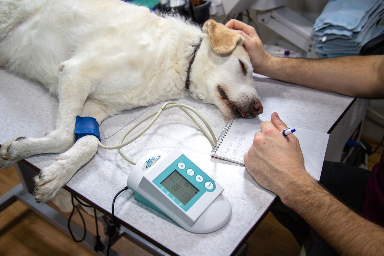 Perro en una consulta veterinaria recibiendo un chequeo dental