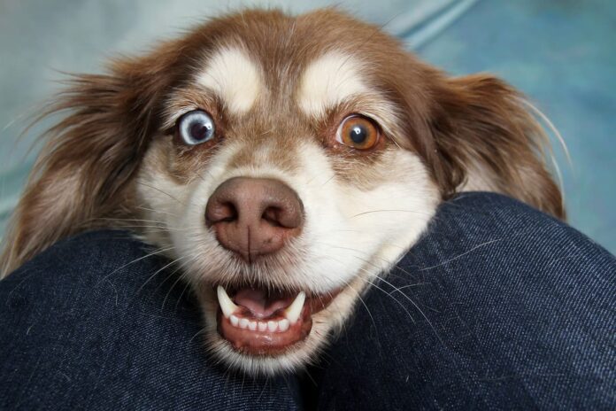 Perro feliz con dientes limpios mostrando una sonrisa saludable